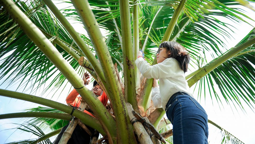Mật Hoa Dừa Sokfarm – Miền Trái Cây Trở Ngọt VTV1