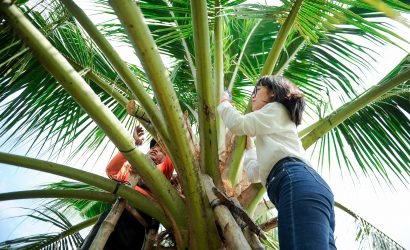 Mật Hoa Dừa Sokfarm – Miền Trái Cây Trở Ngọt VTV1