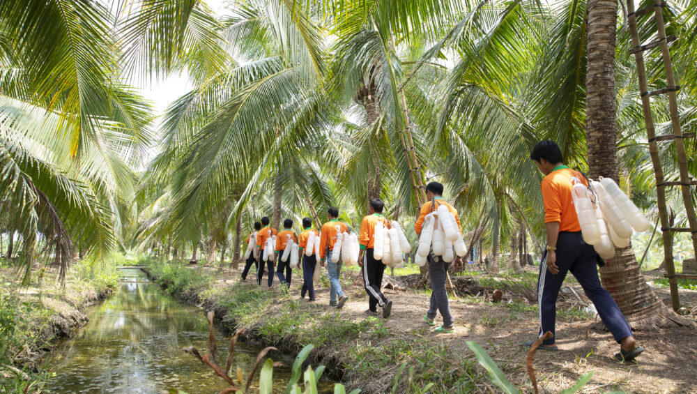 mat-hoa-dua-sokfarm, plant-based, mat-hoa-dua-thuan-thuc-vat, mat-hoa-dua-la-gi, mat-hoa-dua-chi-so-duong-huyet-thap, GI-thap