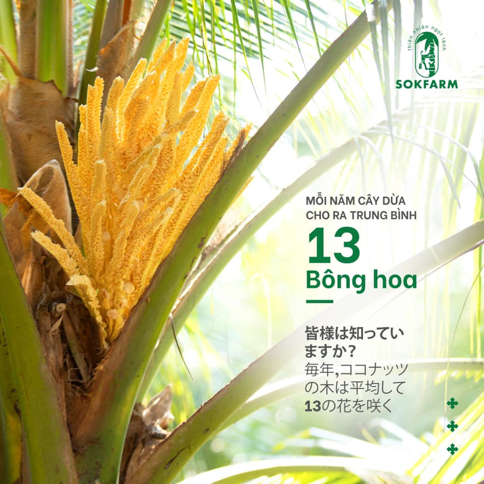 mat-hoa-dua-sokfarm, plant-based, mat-hoa-dua-thuan-thuc-vat, mat-hoa-dua-la-gi, mat-hoa-dua-chi-so-duong-huyet-thap, GI-thap